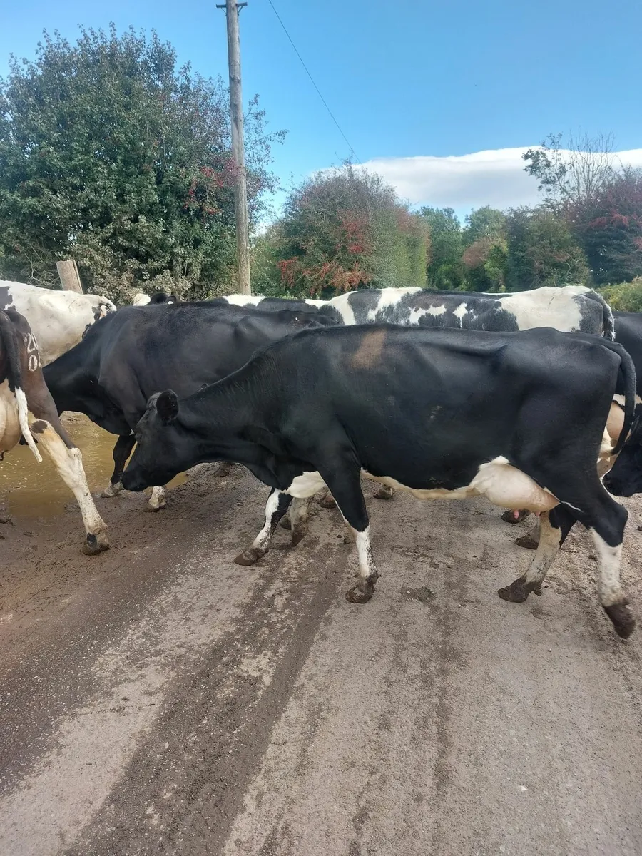 Cows - Image 2