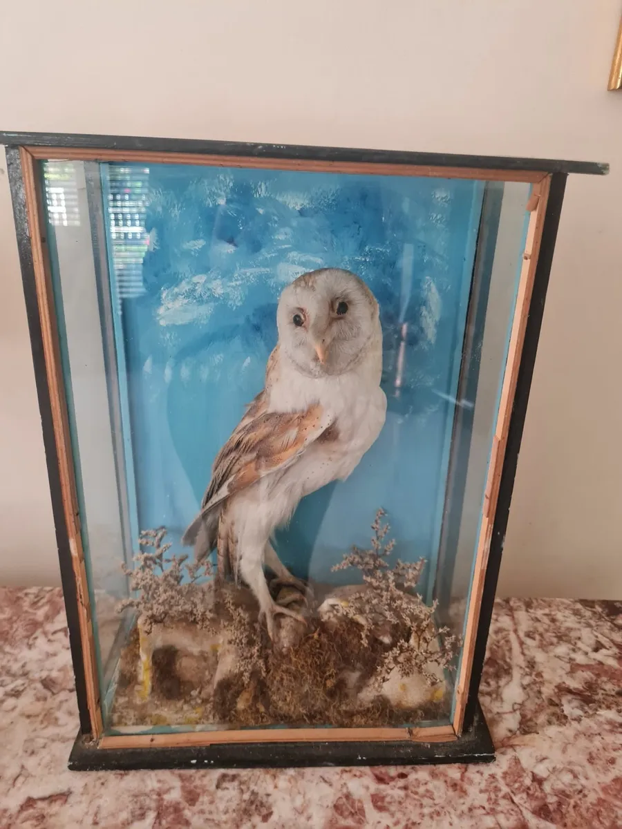 Taxidermy white barn owl - Image 1
