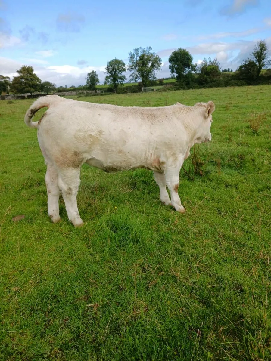 Pure bred charlois heifer - Image 1