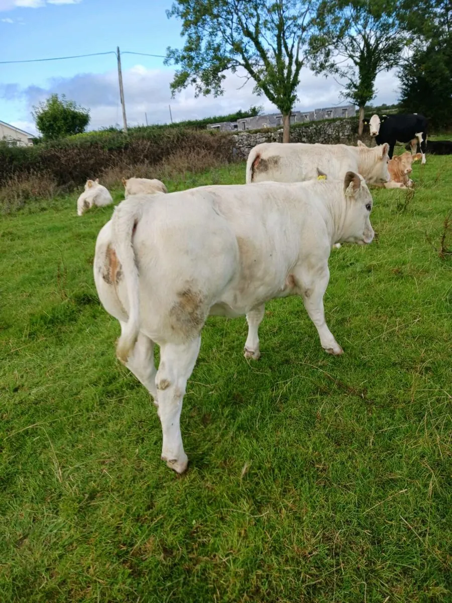 Pure bred charlois heifer - Image 2