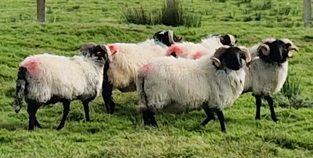 Mountain Hogget Rams - Image 1