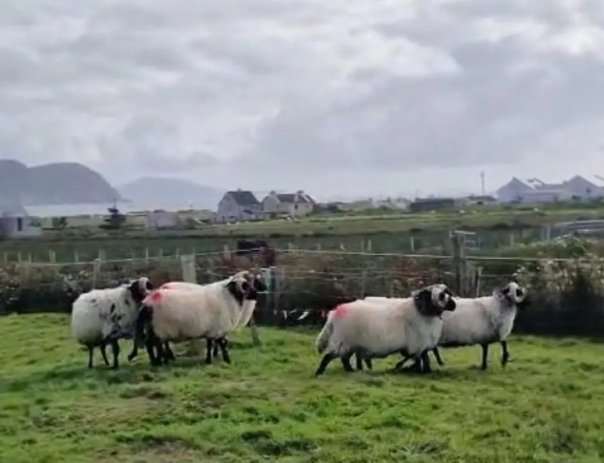 Mountain Hogget Rams - Image 3
