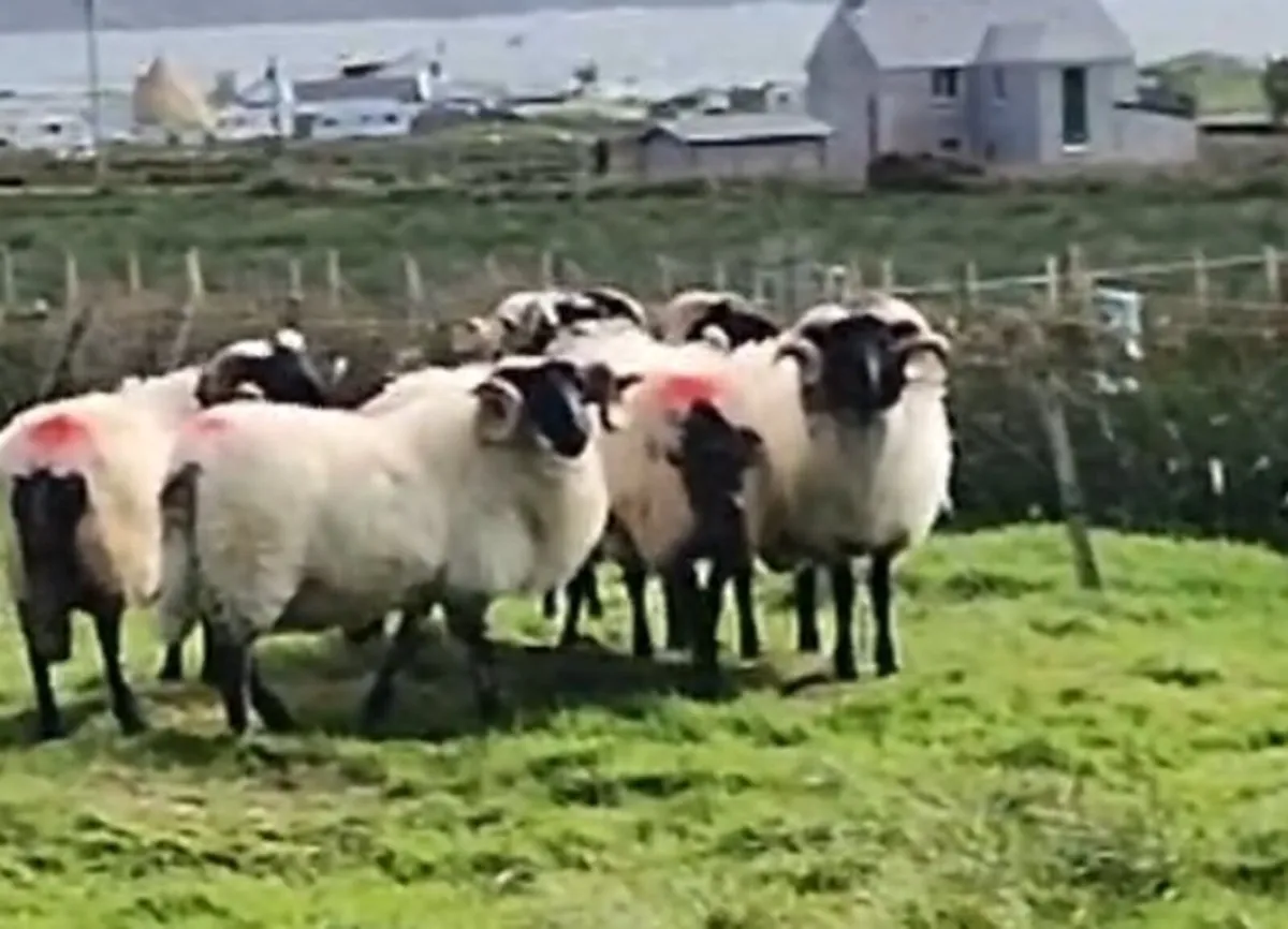 Mountain Hogget Rams - Image 4