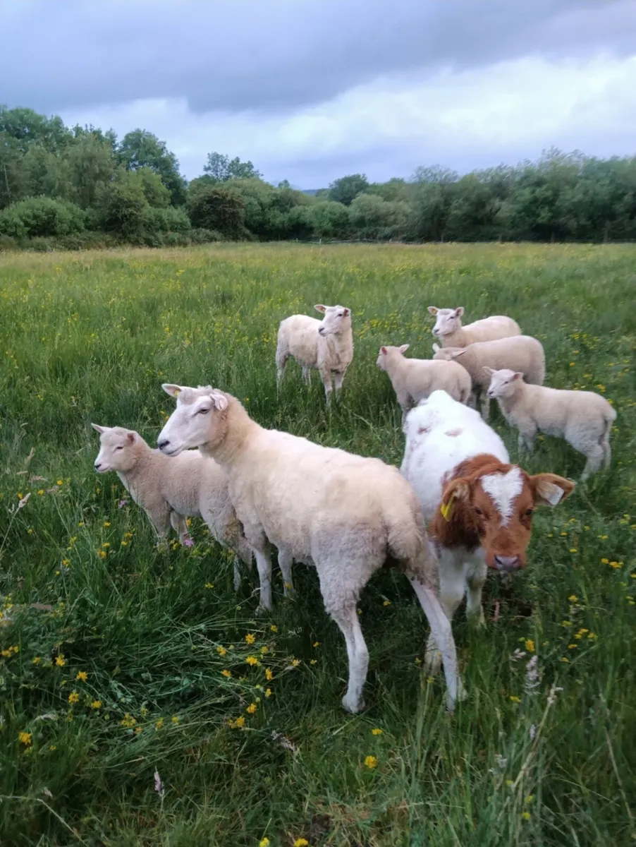 Galway Ram lambs - Image 1