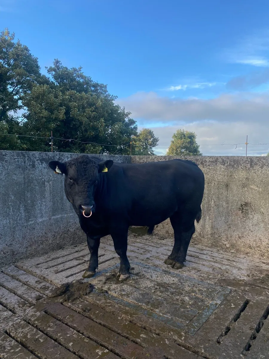 Aberdeen Angus Bull - Image 1