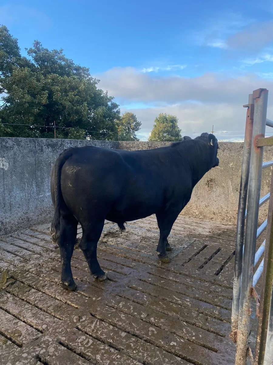 Aberdeen Angus Bull - Image 2