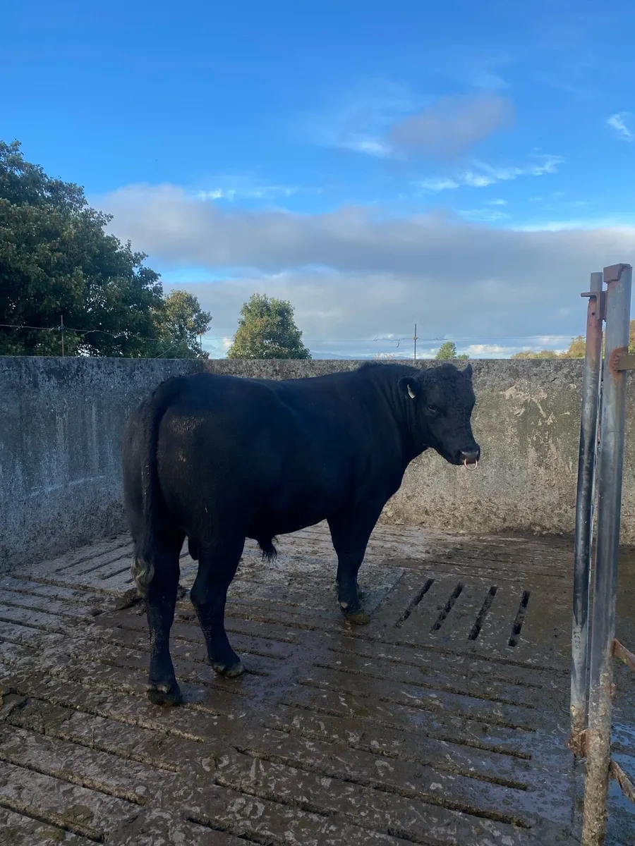 Aberdeen Angus Bull - Image 3