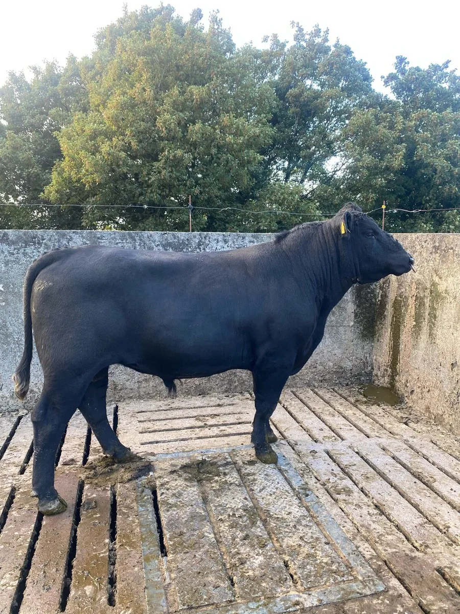 Aberdeen Angus Bull - Image 4