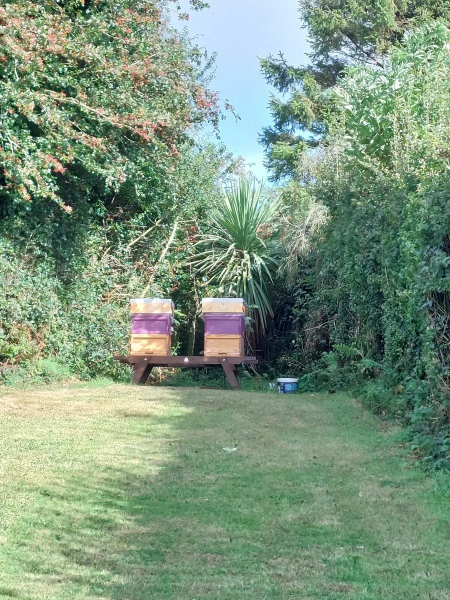 Bees, bee hives and other supplies - Image 1