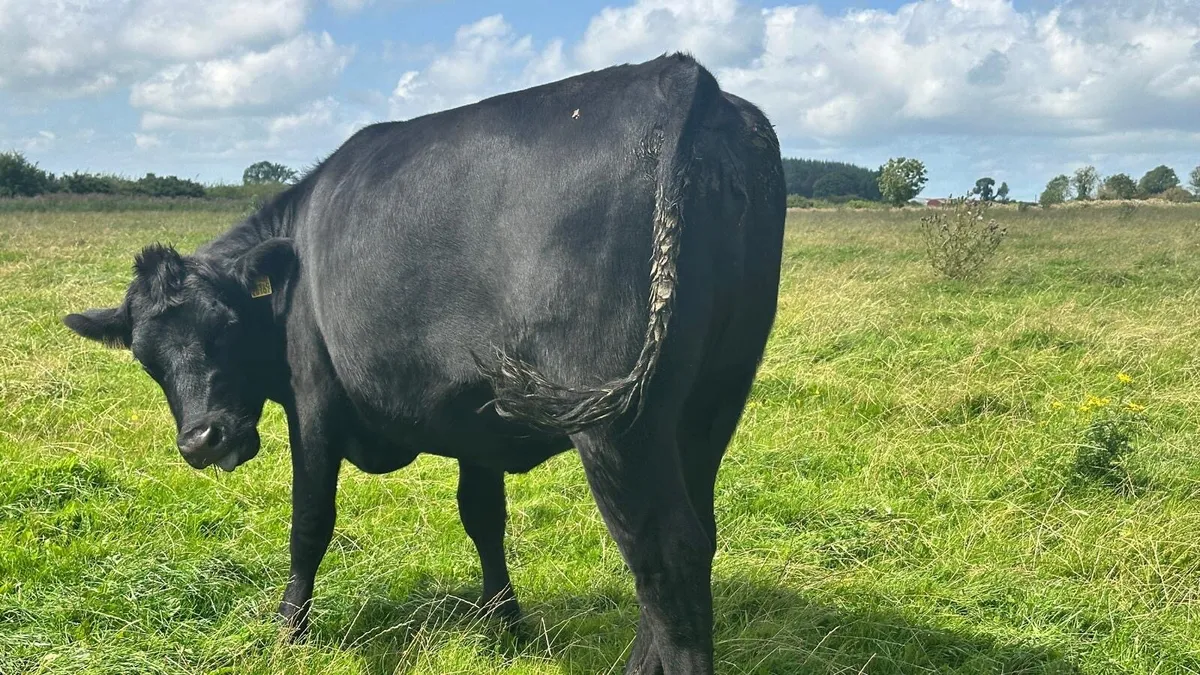 ROSCREA MART 12thSept FULLY ORGANIC FINISHED STOCK - Image 4
