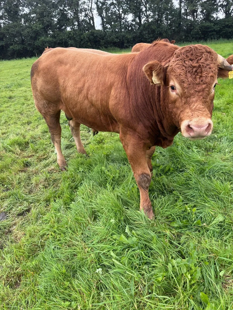 Limousin bull - Image 1