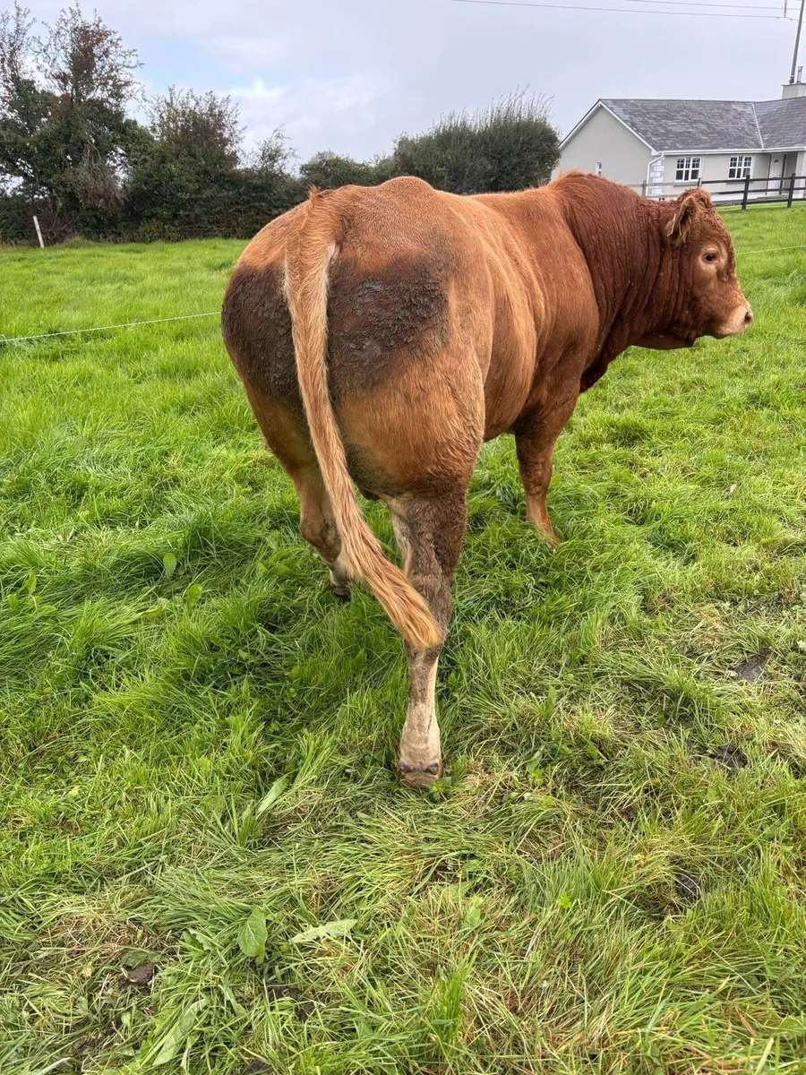 Limousin bull - Image 2