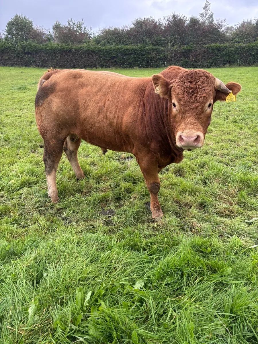 Limousin bull - Image 3