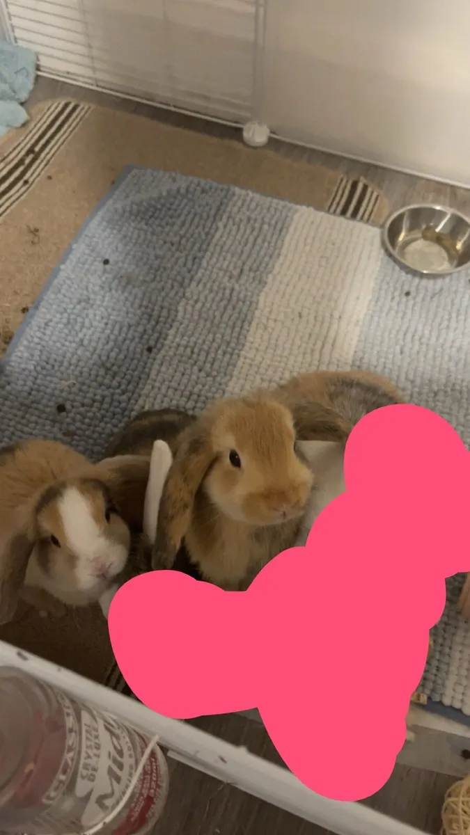 Lop Ear Bunnies - Image 1