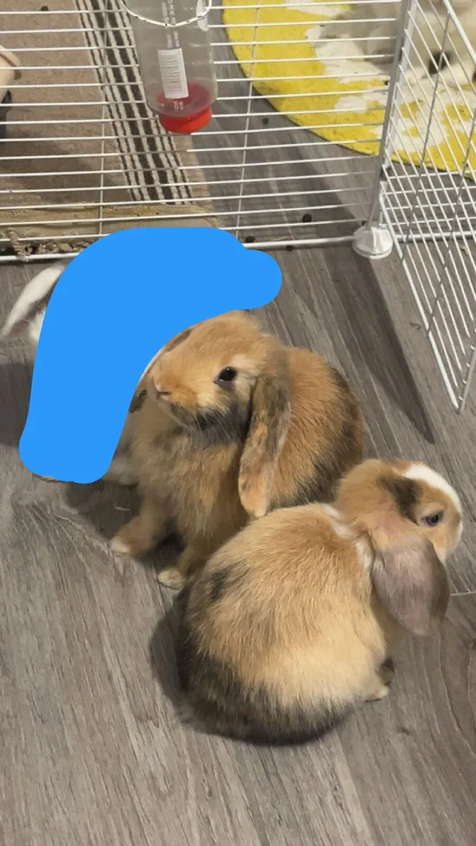 Lop Ear Bunnies - Image 2