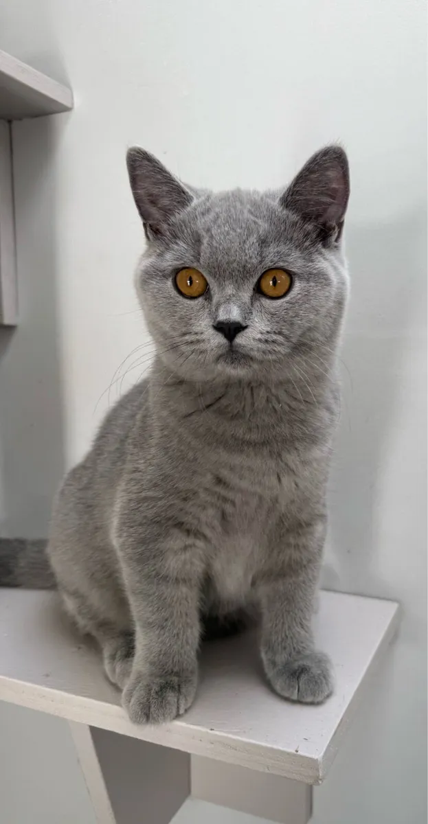 GCCFI Registered British Shorthair - Image 1