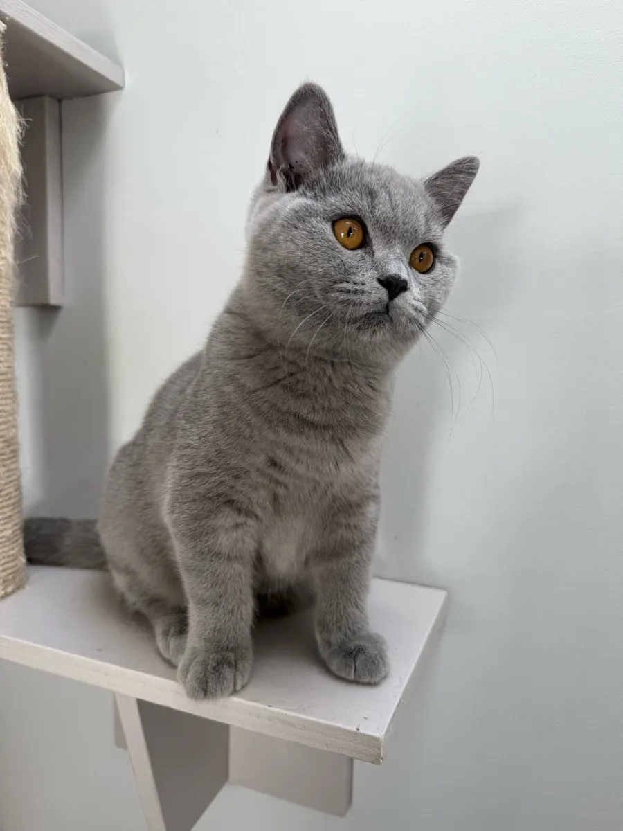GCCFI Registered British Shorthair - Image 2