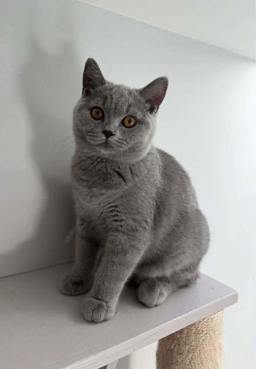 GCCFI Registered British Shorthair - Image 3