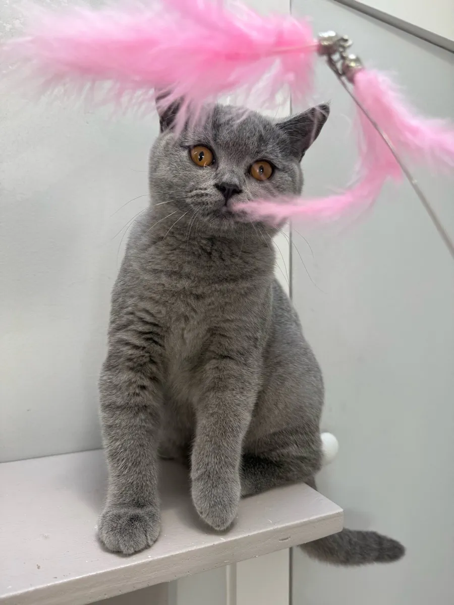 GCCFI Registered British Shorthair - Image 4