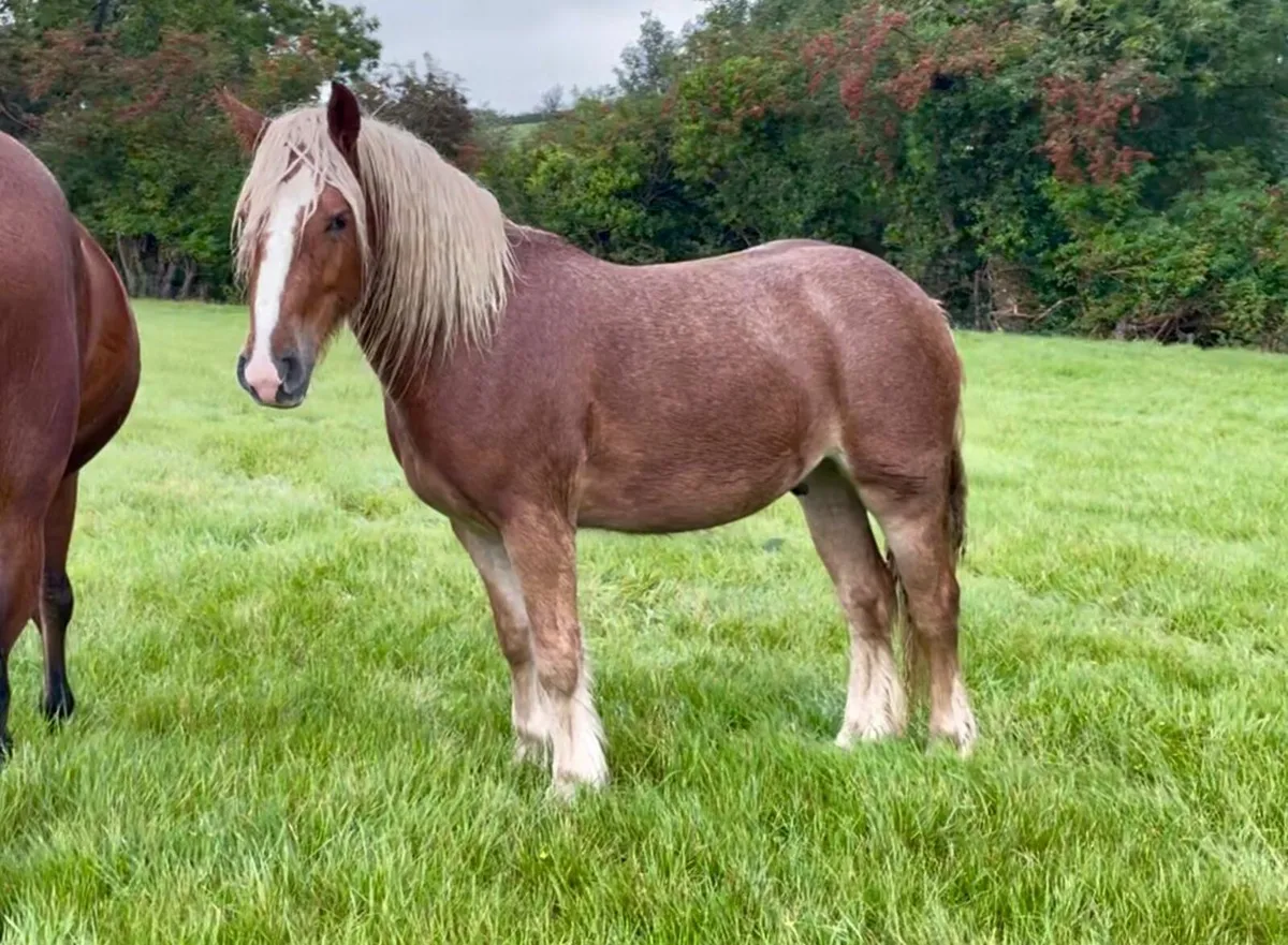 Horse