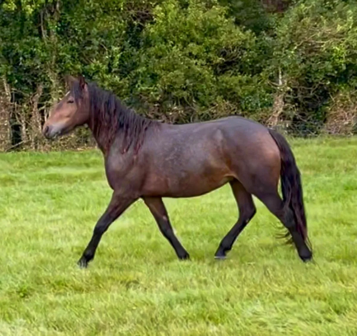 Horse - Image 1