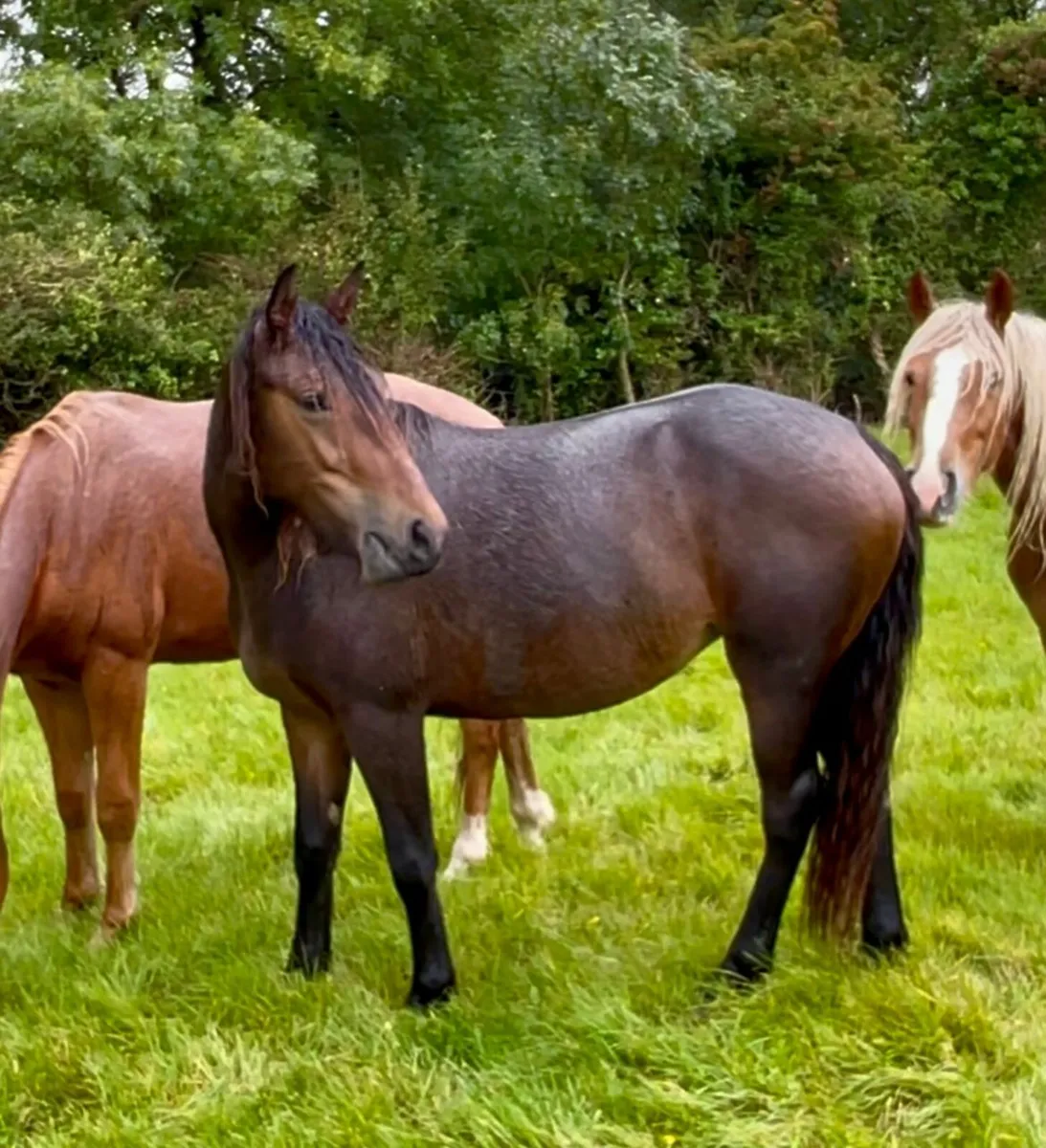 Horse - Image 2