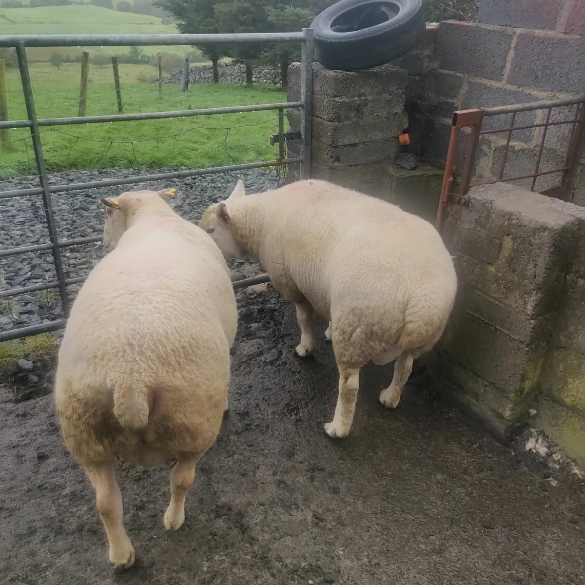 Rams - Image 2