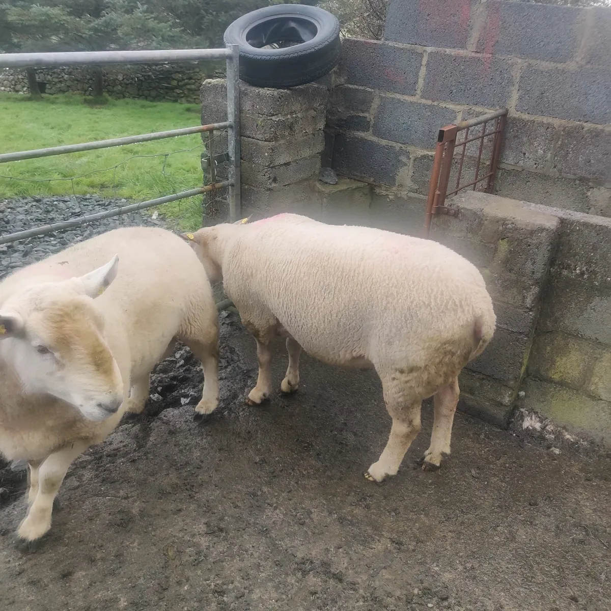 Rams - Image 3