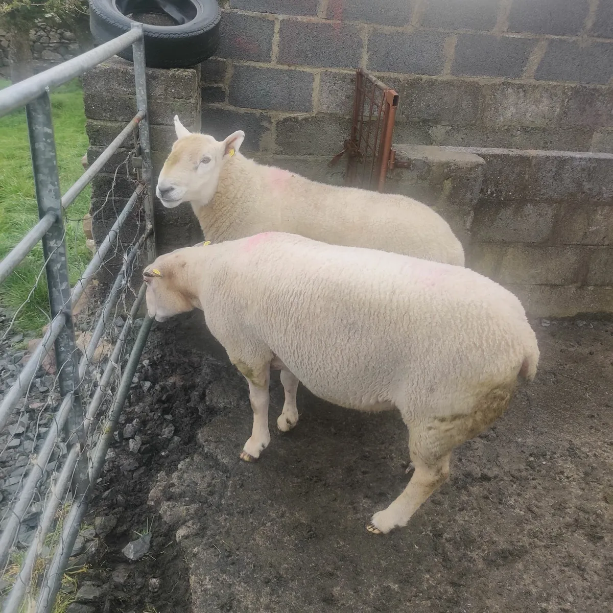 Rams - Image 4