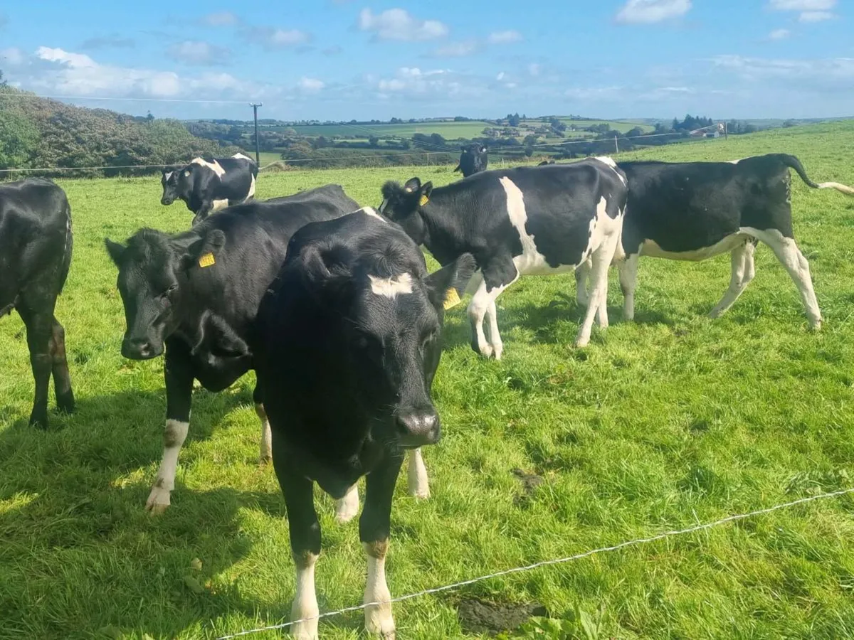 18 Spring calfing heifers