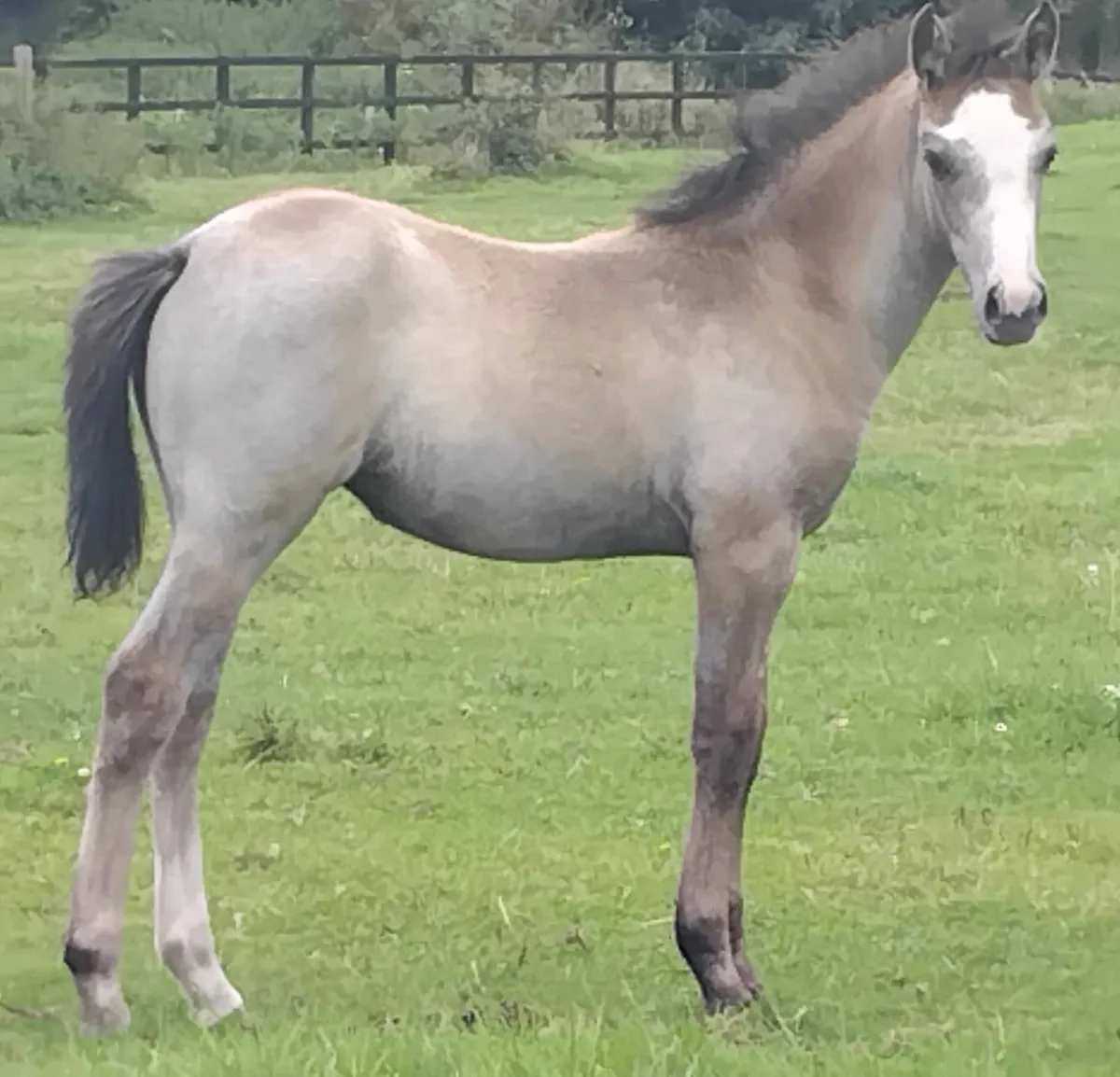 FUTURE SUPERSTAR 148 SHOWJUMPER - Image 1