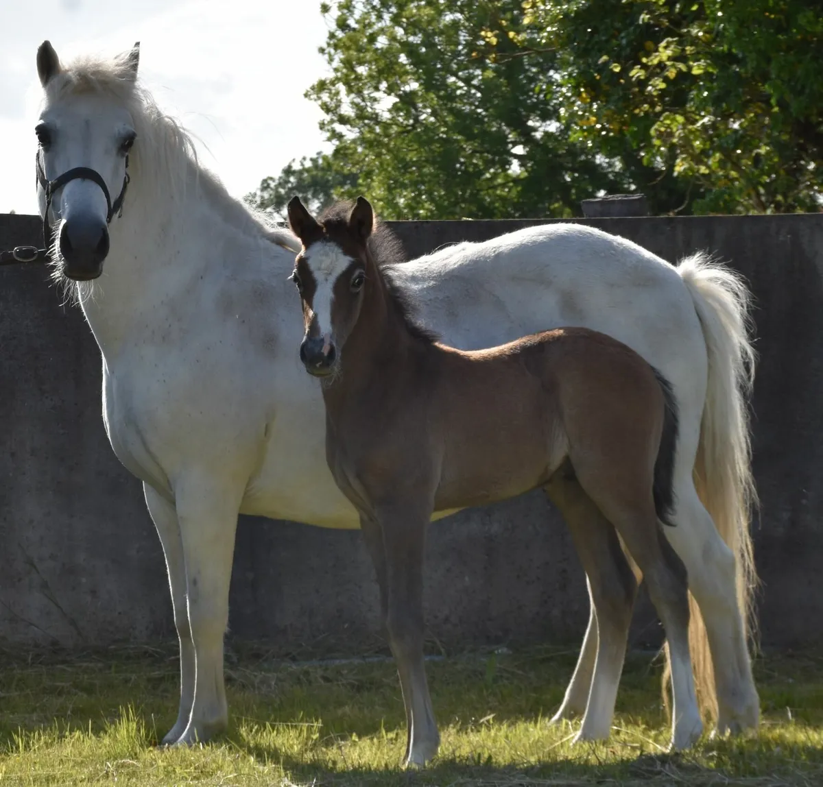 FUTURE SUPERSTAR 148 SHOWJUMPER - Image 3