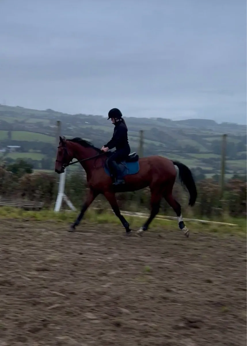 16hh 5yo Tyson Mare - Image 3