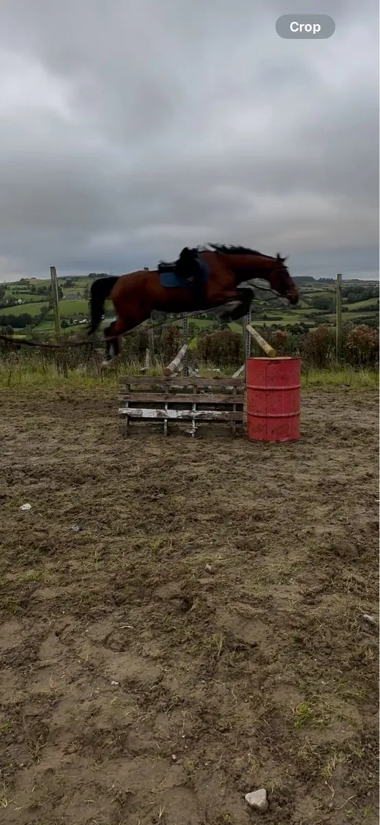 16hh 5yo Tyson Mare - Image 4