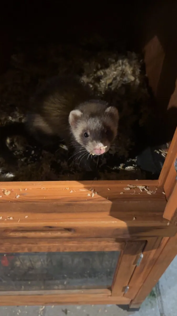 Ferret and hutch’s - Image 2