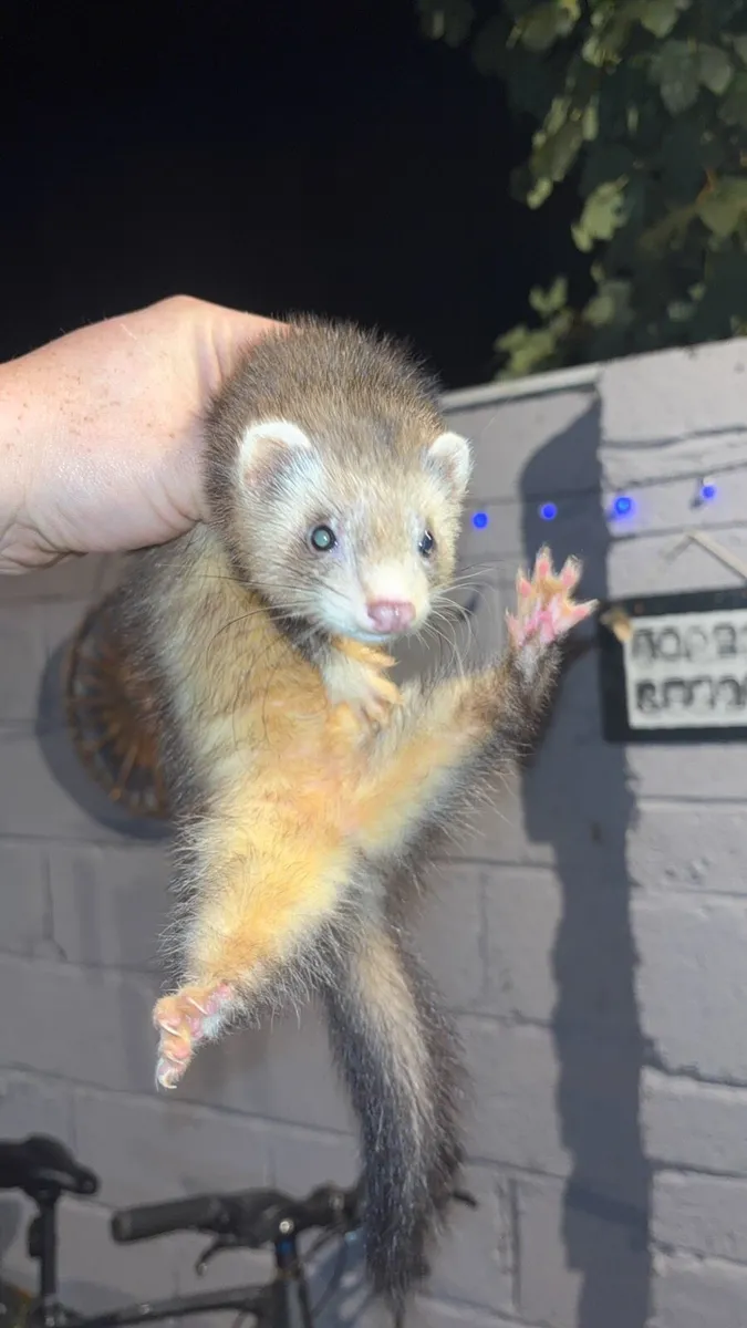 Ferret and hutch’s - Image 3
