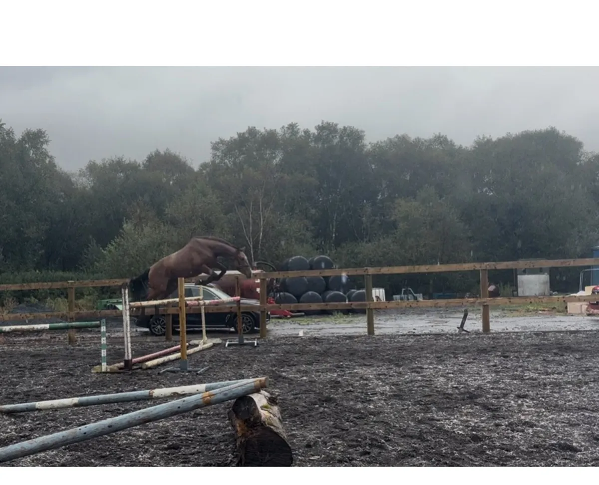 * ALICANTE Filly for sale - Image 1