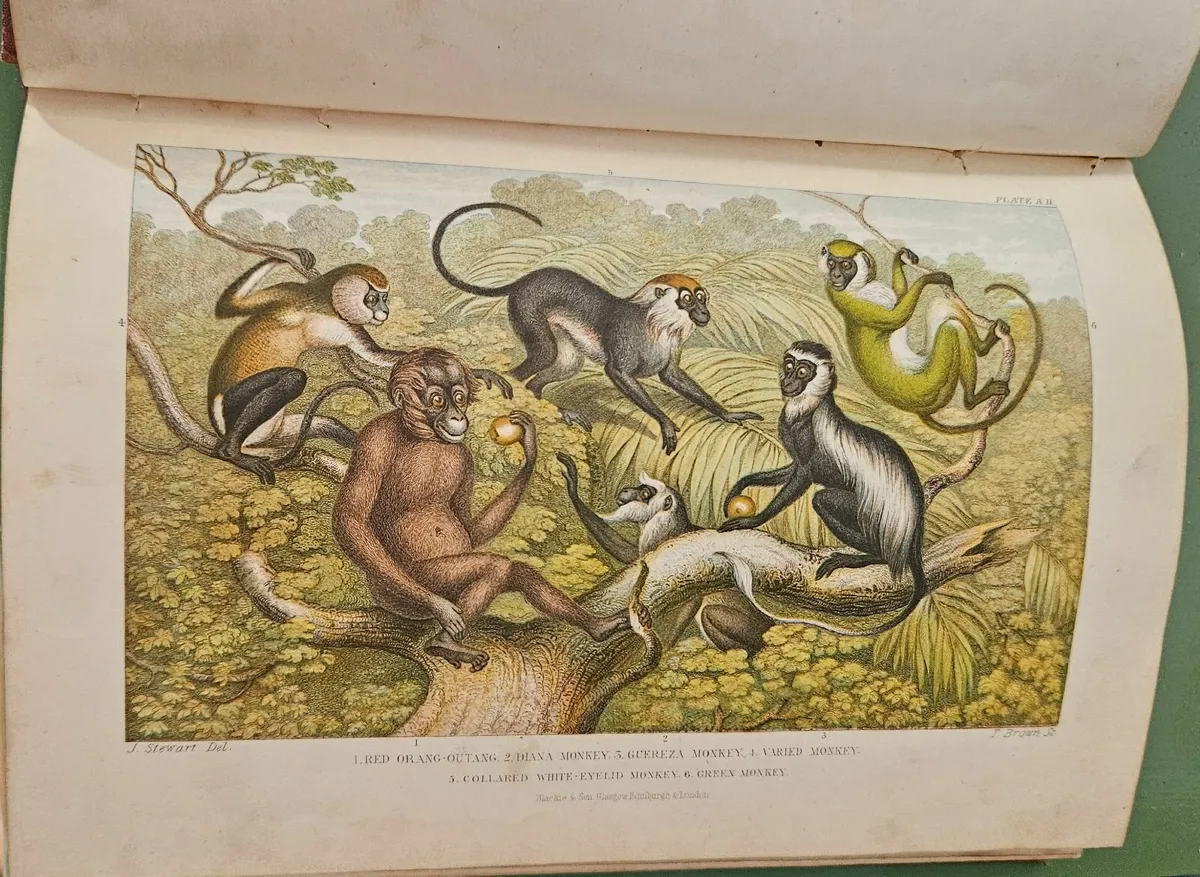 Goldsmiths Animated Nature Vol 2 History of Animal - Image 3
