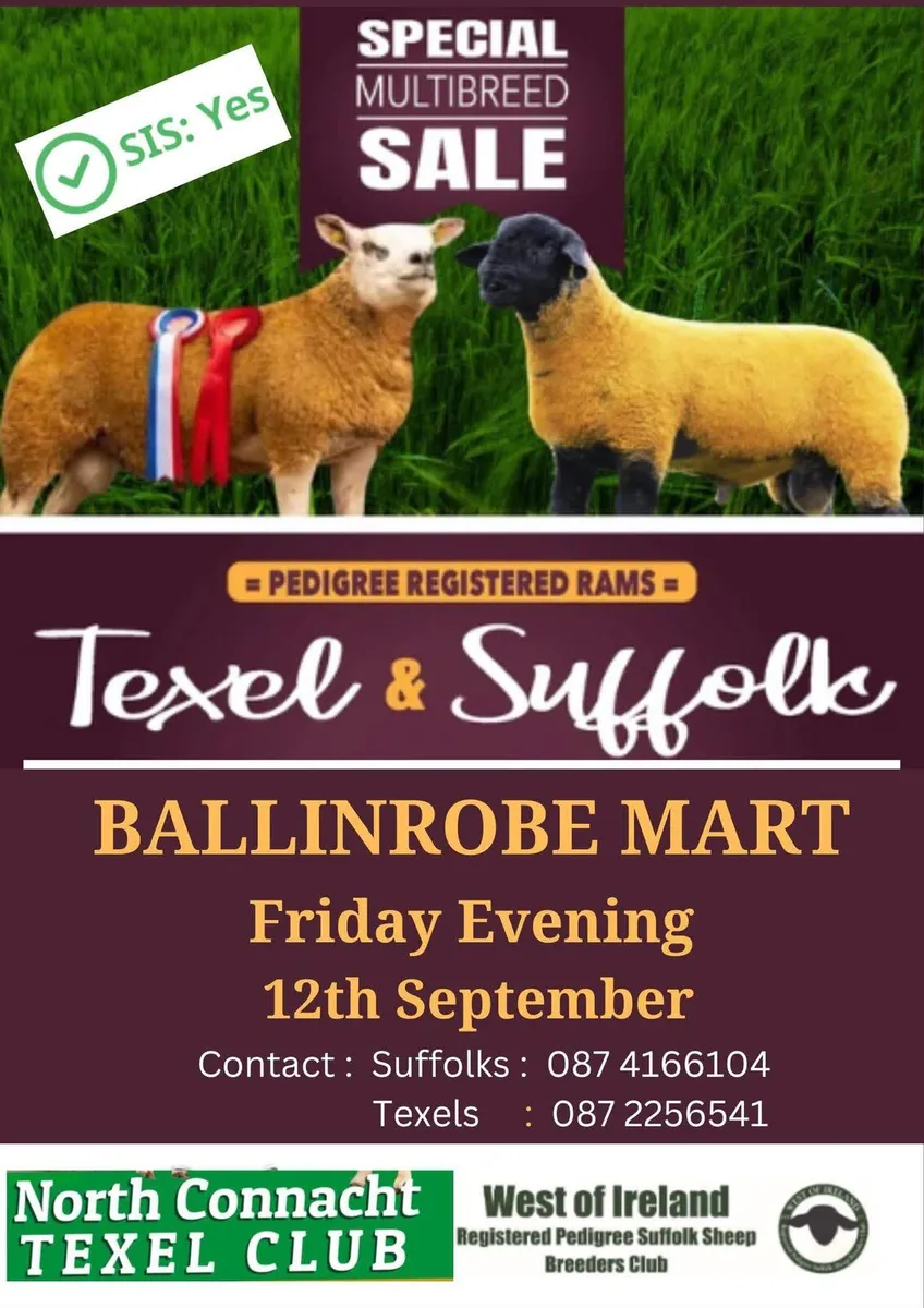 North Connacht Texel & West of Ire Suffolk Sale