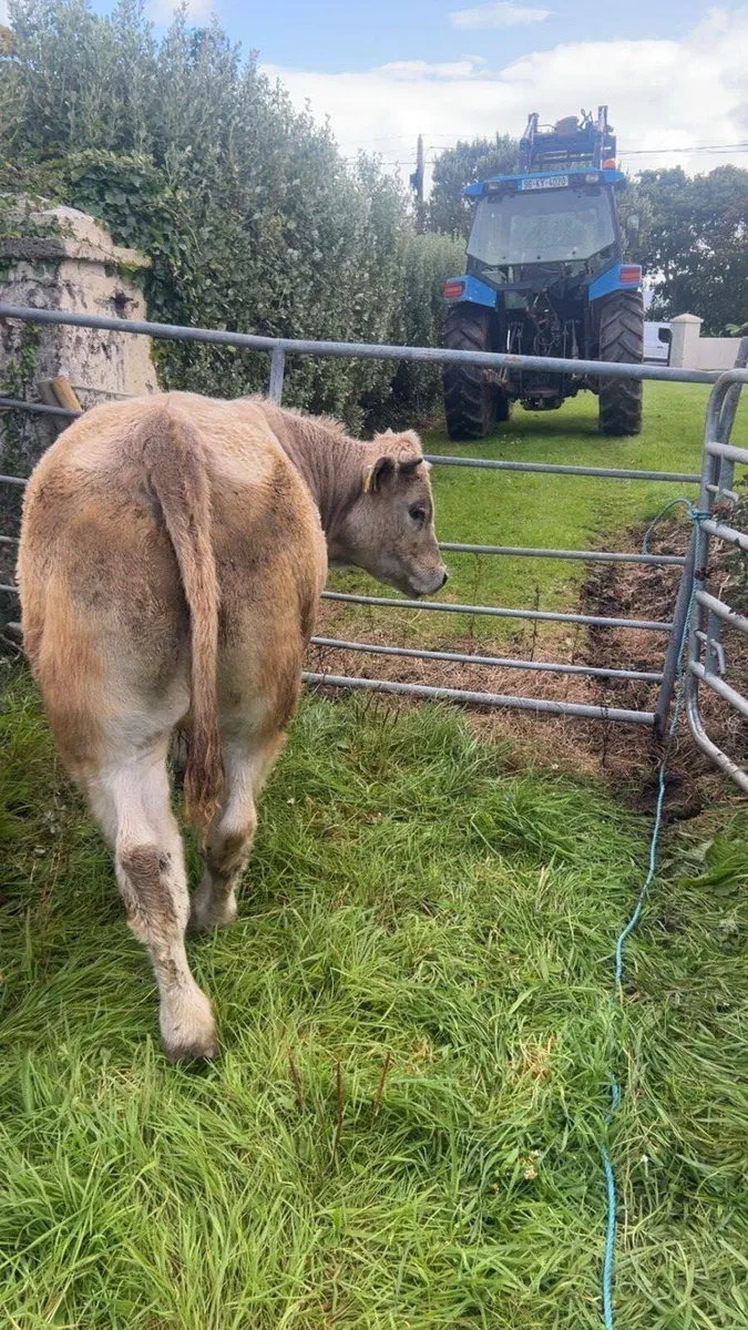 ⭐️⭐️ Store Bullocks ⭐️⭐️ - Image 1