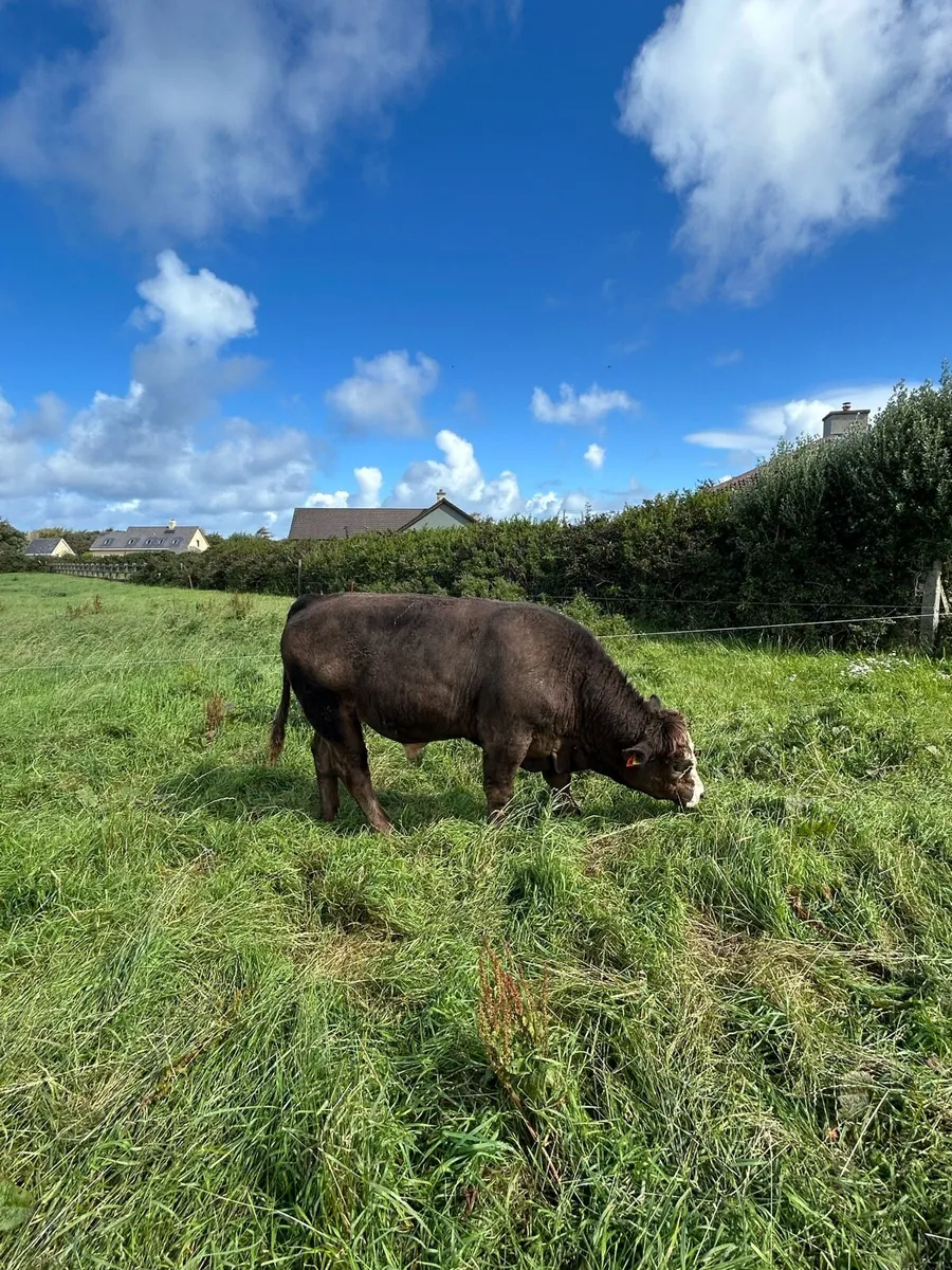 ⭐️⭐️ Store Bullocks ⭐️⭐️ - Image 2