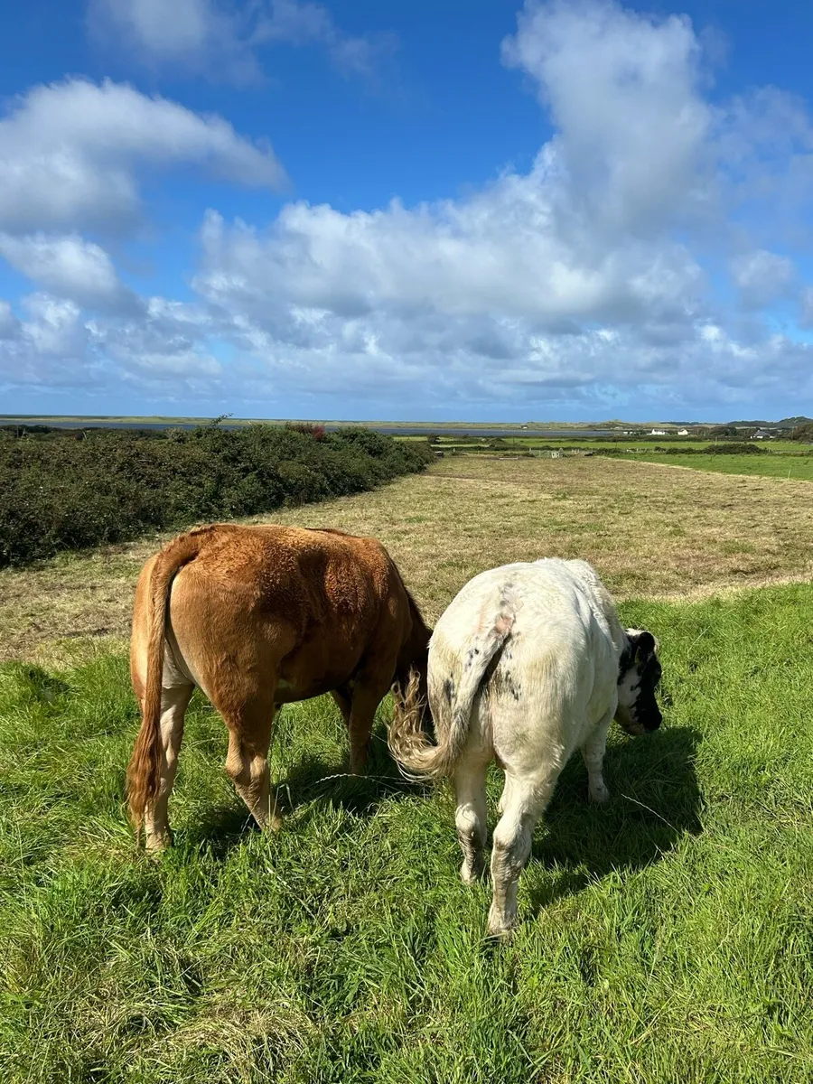 ⭐️⭐️ Store Bullocks ⭐️⭐️ - Image 3
