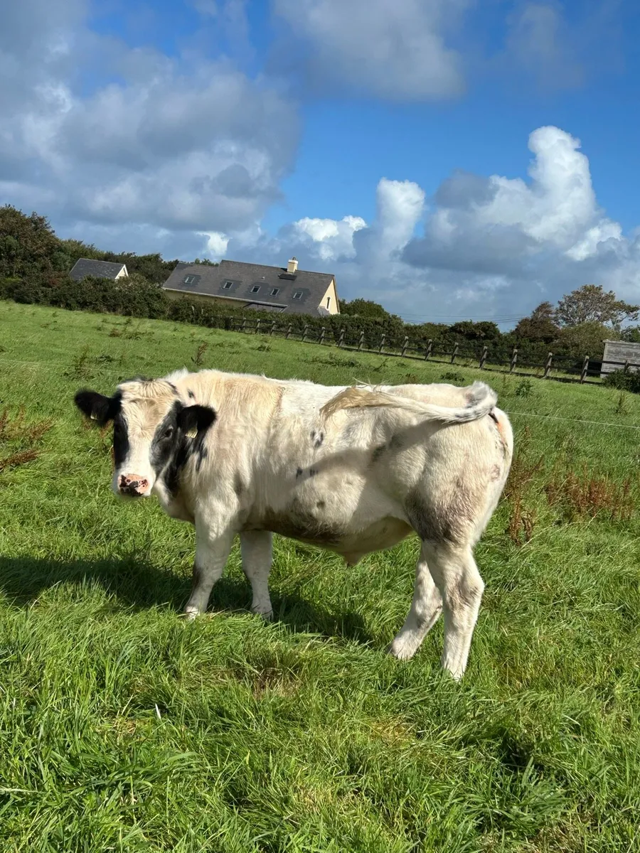 ⭐️⭐️ Store Bullocks ⭐️⭐️ - Image 4