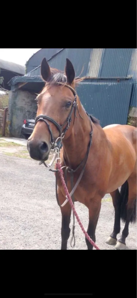15.2 bay Mare - Image 1