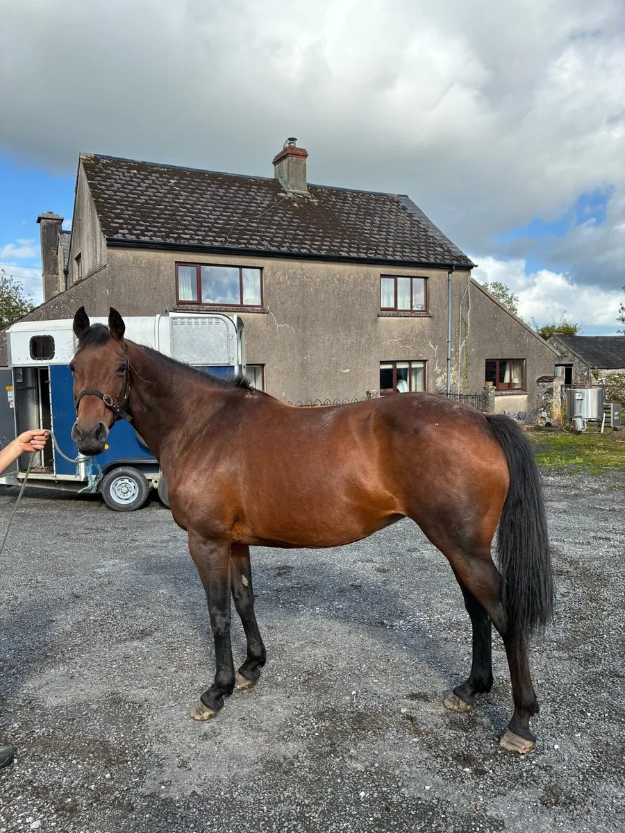 15.2 bay Mare - Image 2