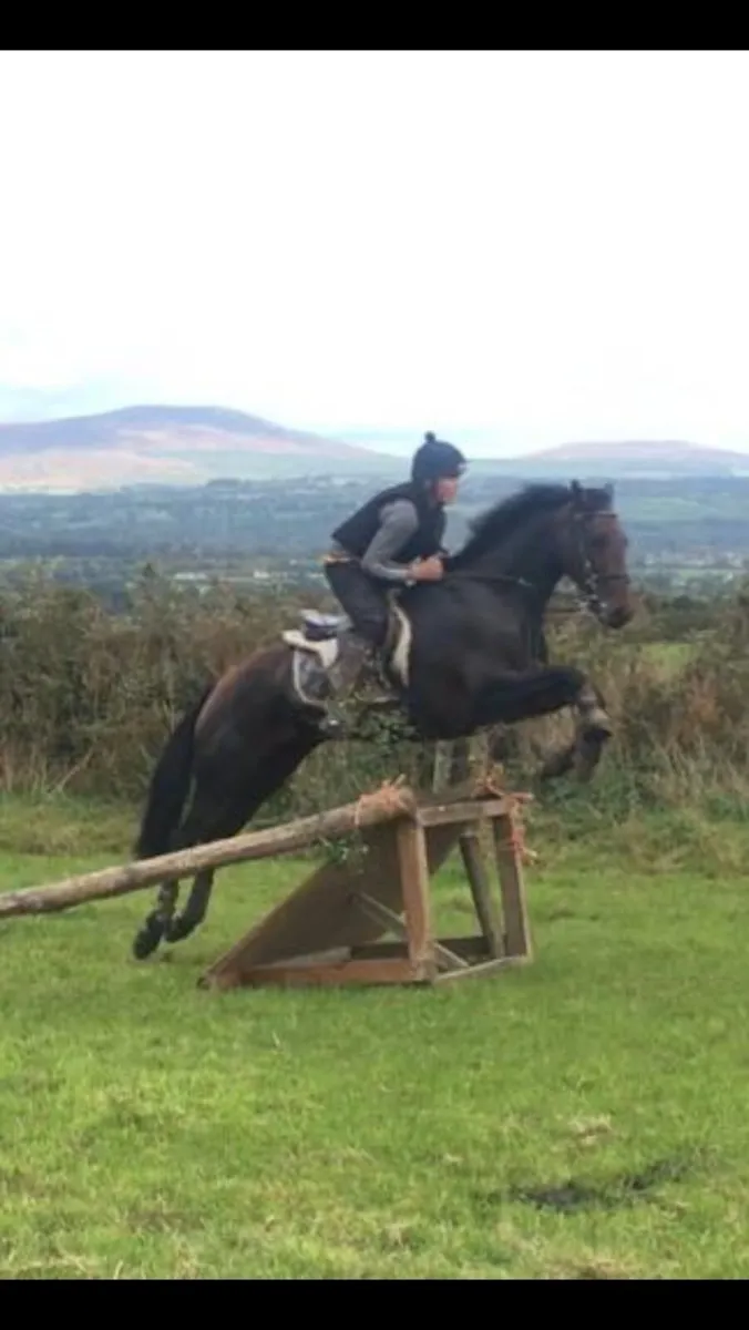 15.2 bay Mare - Image 4
