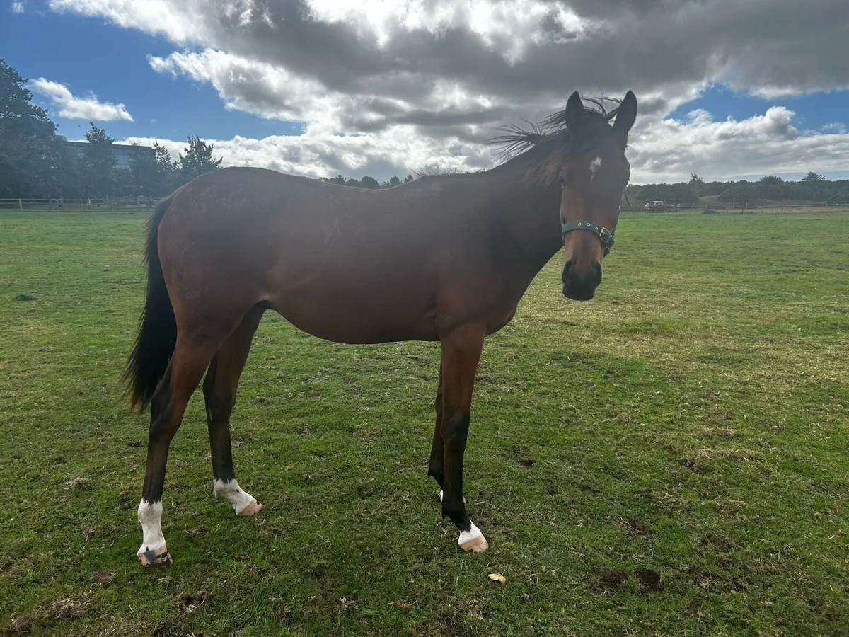 TB Yearling - Image 3