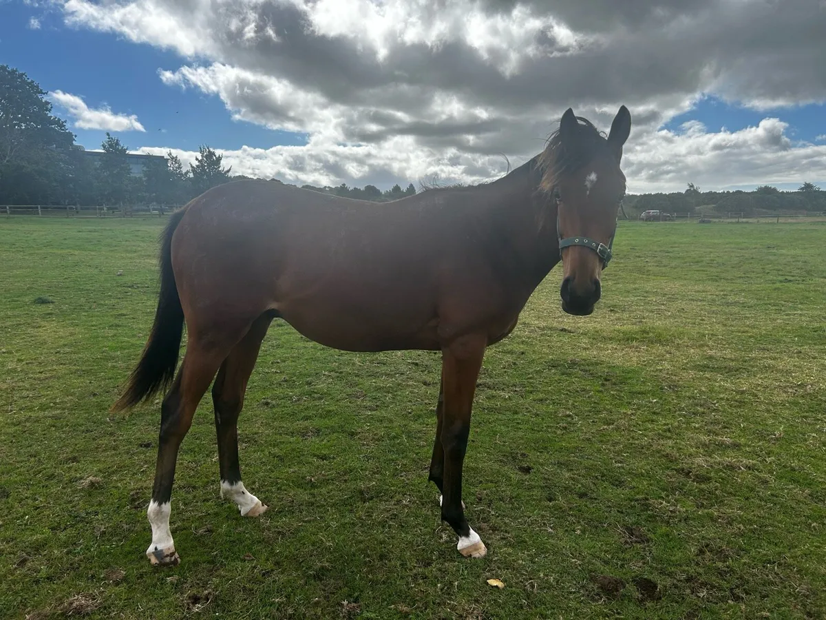 TB Yearling - Image 4
