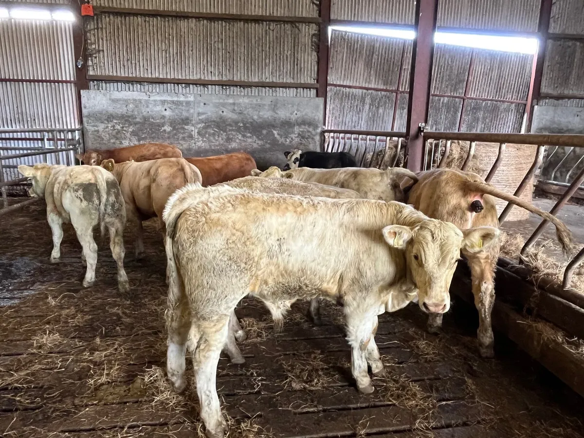 9 Smashing U grade continental bullocks - Image 2