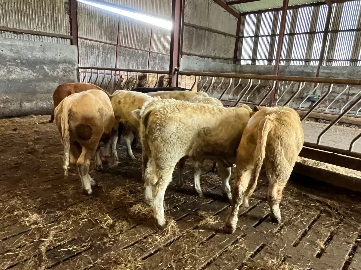 9 Smashing U grade continental bullocks - Image 3
